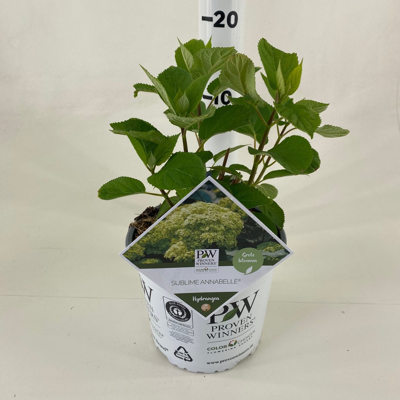 Hydrangea a. Sublime Annabelle - C3 25-30 CM